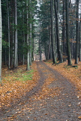 Fototapeta premium Beskid Mały późną jesienią we mgle