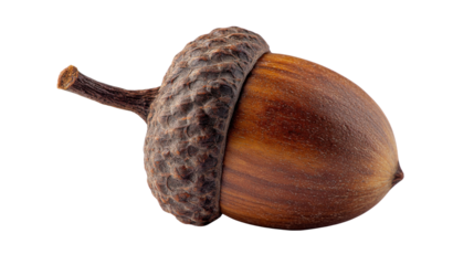 Acorn, a single brown nut from an oak tree, showing the textured cap and smooth seed, on transparent background