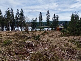 cleared lakeshore exhibiting remnants of trees amidst rough soil and serene water backdrop