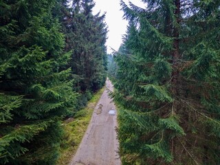 quiet walk amid towering green giants, solitary journey through dense mosscovered forest floor
