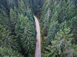 cyclist explores quiet pine woodland path, distant view of peaceful forest trail with cyclist