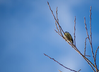 An Eurasian Blue Tit perched on a tree branch in Nottingham, UK.
