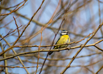 Fototapeta premium An Eurasian Blue Tit perched on a tree branch in Nottingham, UK.
