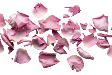Rose petal fragments are scattered and isolated, showcasing vivid shades of pink against a transparent background, perfect for creative designs or floral themes