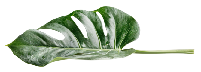 Bright tropical leaf fragment displayed against a transparent background, highlighting its green colors and distinctive cutout design. Perfect for nature-inspired designs and decor