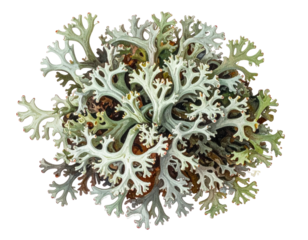 Watercolor clump of silvery-grey lichen on brown background