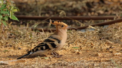 Eurasian Hoopoe (Upupa epops) © Viktor
