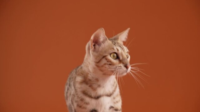 A Bengal cat head is shown in profile as it looks off-frame. The close detail captures eye color and fur markings.