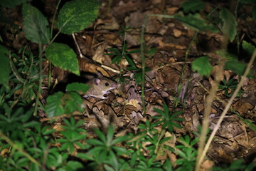 Fototapeta premium Cute wild Wood mouse (Apodemus sylvaticus) Germany