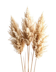 Three dried pampas grass plumes against a black background