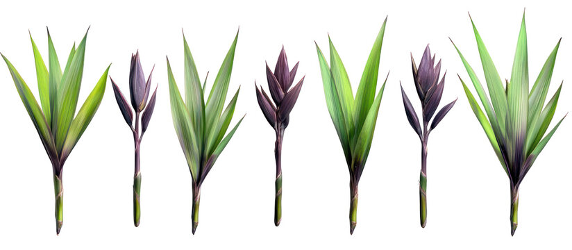 Set of Phormium cookianum tricol New Zealand flax frontal isolated on transparent background