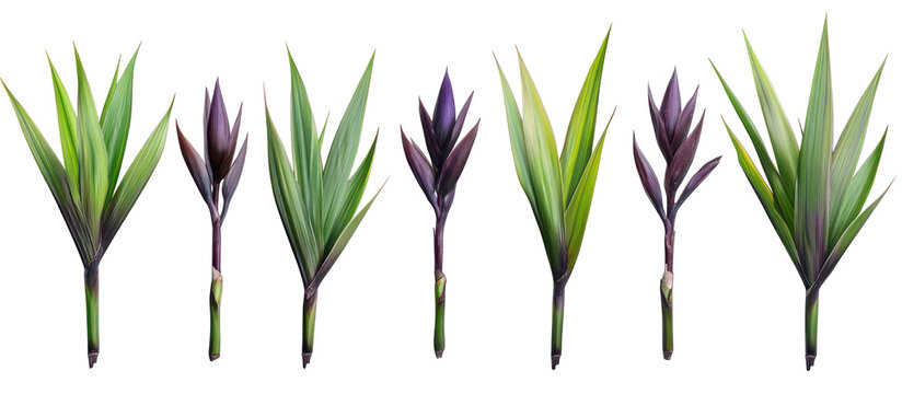 Set of Phormium cookianum tricol New Zealand flax frontal isolated on transparent background