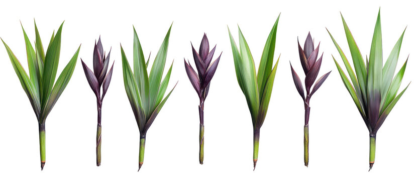 Set of Phormium cookianum tricol New Zealand flax frontal isolated on transparent background