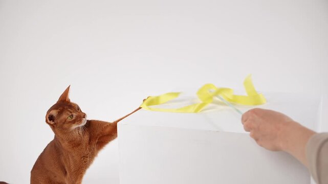 An Abyssinian cat follows a yellow ribbon with intense focus. Its body is partially raised as it prepares to pounce.