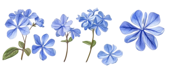 Set of Plumbago auriculata the Cape leadwort blue plumbago ornamental flowering plant isolated on transparent background