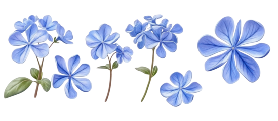Set of Plumbago auriculata the Cape leadwort blue plumbago ornamental flowering plant isolated on transparent background