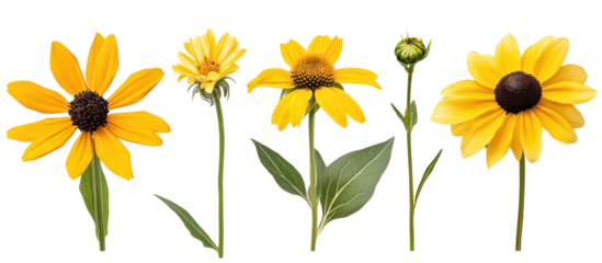 Set of Rudbeckia Laciniata, the Cutleaf Coneflower, Cutleaf Golden on transparent background