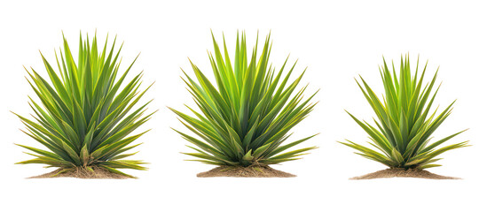 Set of Zamia Furfuracea, Commonly Known as Cardboard Palm on transparent background