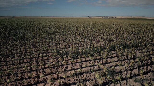 drone flight over dried sunflower shoots - French road through the Meseta savannahs