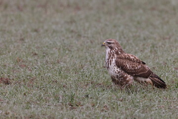 Obraz premium common buzzard (Buteo buteo) looking for earthworms in a field Germany