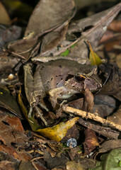 Obraz premium Ischnocnema henselii (Hensel's Big-headed Frog) in Sao Francisco de Paula, South of Brazil