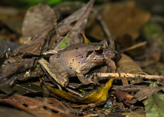 Fototapeta premium Ischnocnema henselii (Hensel's Big-headed Frog) in Sao Francisco de Paula, South of Brazil