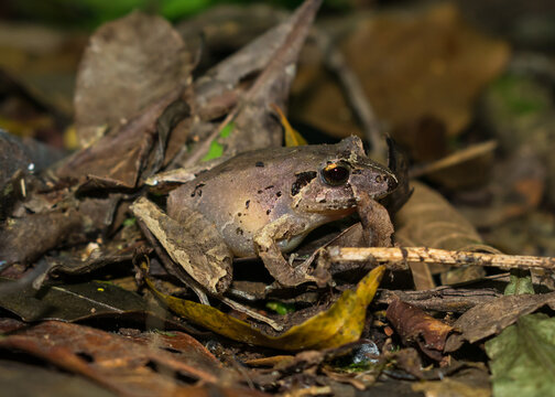 Ischnocnema henselii (Hensel's Big-headed Frog) in Sao Francisco de Paula, South of Brazil