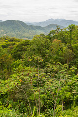 Atlantic forest landscape: view from the mountains at Estrada Rio do Julio in Schroeder, Santa Catarina, Brazil