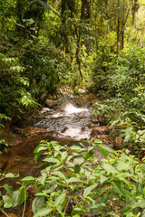 Atlantic forest landscape: River in Estrada Rio do Julio, countryside of Schroeder, Santa Catarina, Brazil