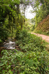 Scenic rural road view of Estrada Rio do Julio surrounded by Atlantic forest - Santa Catarina, Brazil
