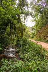 Scenic rural road view of Estrada Rio do Julio surrounded by Atlantic forest - Santa Catarina, Brazil