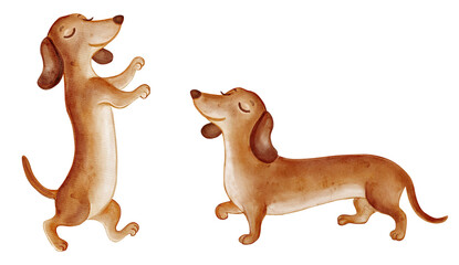 Watercolor dachshund dog in standing and walking poses. Cute hand painted puppy illustration isolated on transparent background, perfect for kids design, pet branding, cards and stickers