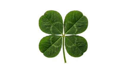 Green four leaf clover with visible veins and slight shadowing on the leaves in a close up transparent background and plain white background