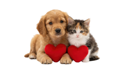Golden retriever puppy and a kitten cuddling together holding red heart shapes in their paws, facing forward pure white background cutout