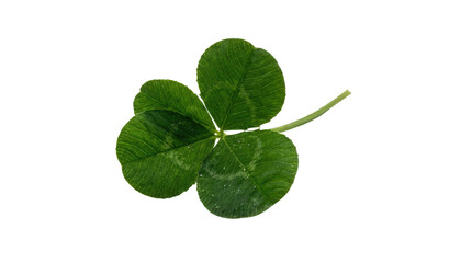 Green three leaf clover with a small stem isolated on a white surface, close up view, detailed leaves visible no background