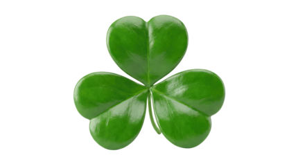 Green three leaf clover with visible veins and slight imperfections on a white background product shot isolated