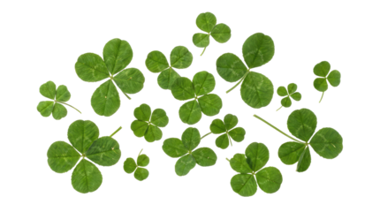 Green shamrock leaves scattered randomly across the frame, some overlapping, creating a transparent background and plain white background