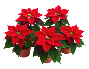 Five red poinsettia potted plants