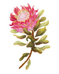 Tropical illustration with Protea flower. Botanical print an exotic plant. Floral decoration for cards, invitations