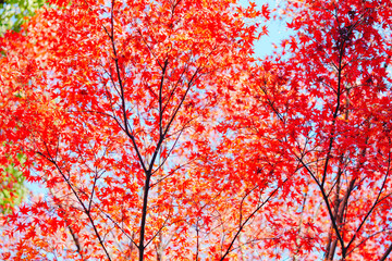 Fototapeta premium 京都の知恩院の風景