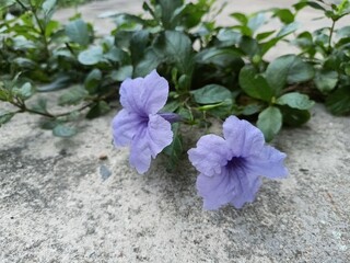 Purple Creeping Flowers Growing Along the Ground