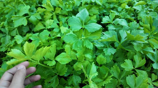 Fresh Green Herbs Vibrant Foliage and Healthy Plant Culinary Ingredients Showcased by Hand Gently Touching Lush Leaves, Celebrating Organic Gardening and Natural Food Beauty