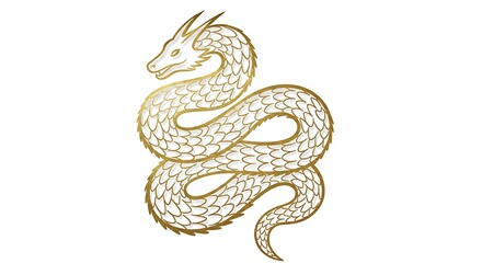 Fototapeta premium White dragon with golden outline coils on a white background.