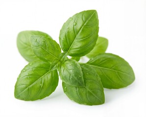 Fototapeta premium Fresh, vibrant green basil leaves with glistening water droplets on a white background