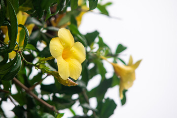 Fototapeta premium Yellow Allamanda Flower with Dew Drops and Soft Tropical Foliage