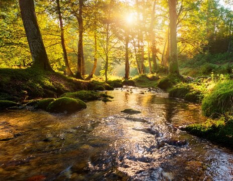 forest creek in warm sunlight