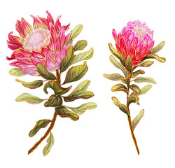 Tropical illustration set of 2 protea flowers. Botanical print with a delicate branch of an exotic plant. Floral decor for cards, invitations