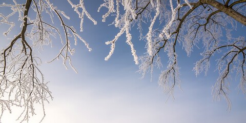 Frosted branches against a clear blue sky