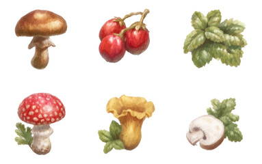 Fresh Culinary Mushroom Collection on Transparent Background for Hyper-Realistic Use