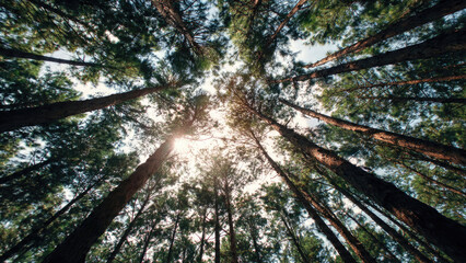 Looking Up at Pine Trees